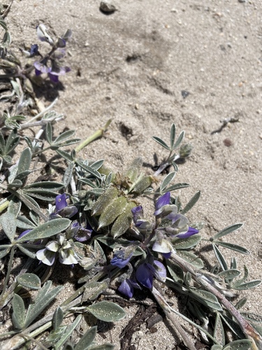 Image of Tidestrøm's Lupine (Lupinus tidestromii) by no rights reserved