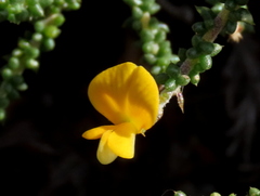 Aspalathus divaricata