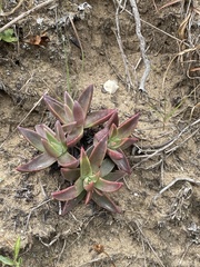 Dudleya caespitosa