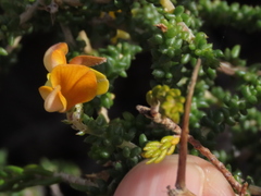 Aspalathus divaricata