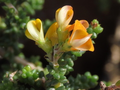 Aspalathus divaricata