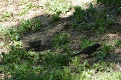 Turdus merula