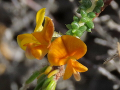 Aspalathus divaricata