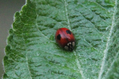 Adalia bipunctata