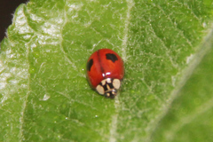 Adalia bipunctata