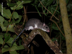 Ototylomys phyllotis