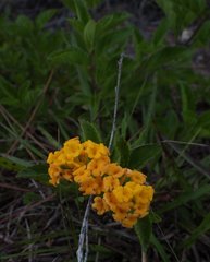 Lantana depressa