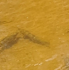 Catostomus commersonii