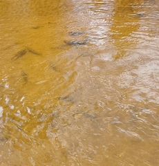 Catostomus commersonii