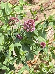 Centranthus ruber