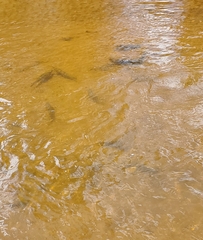 Catostomus commersonii