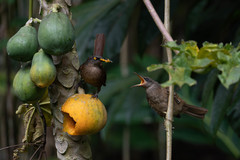 Cinclocerthia ruficauda