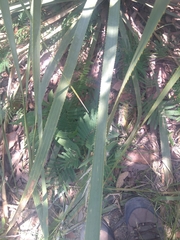 Dasylirion berlandieri