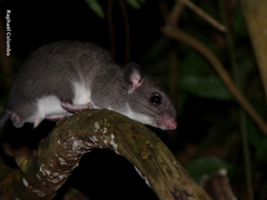 Ototylomys phyllotis