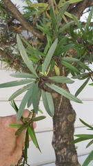 Podocarpus macrophyllus