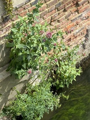Centranthus ruber