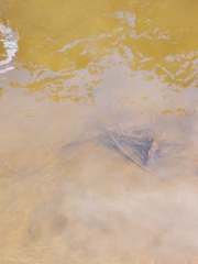 Catostomus commersonii