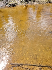 Catostomus commersonii