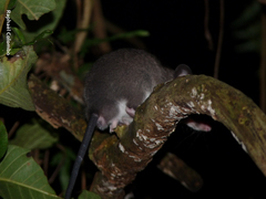 Ototylomys phyllotis