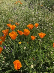 Eschscholzia californica