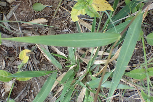 Image of Panicum deustum by (c) Nicola van Berkel, some rights reserved (CC BY-SA)