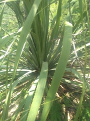 Dasylirion berlandieri