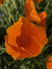 Eschscholzia californica