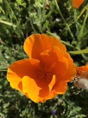 Eschscholzia californica
