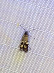 Calliprora
