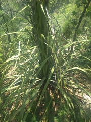 Dasylirion berlandieri