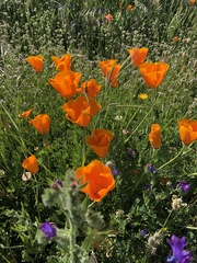 Eschscholzia californica