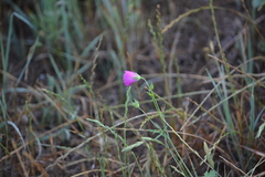 Callirhoe leiocarpa
