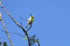Serinus serinus