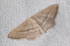 Idaea mediaria