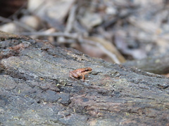 Anomaloglossus stepheni