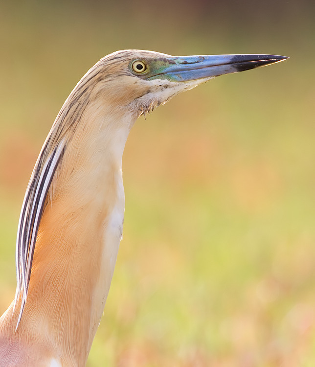 Pond Herons