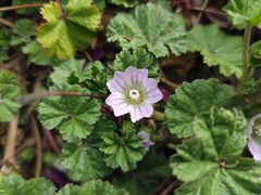 Malva neglecta