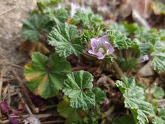 Malva neglecta