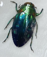 Chrysobothris cyanipennis