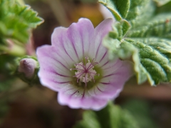 Malva neglecta