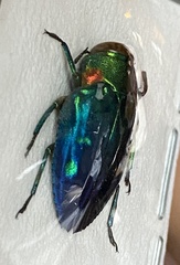 Chrysobothris cyanipennis