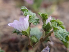 Malva neglecta