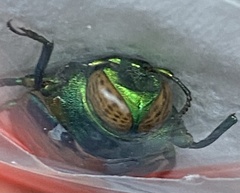 Chrysobothris cyanipennis