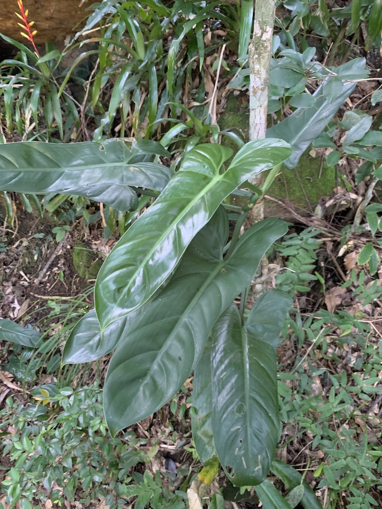 Philodendron curvilobum