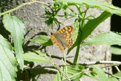 Pararge aegeria