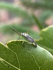 Miridae