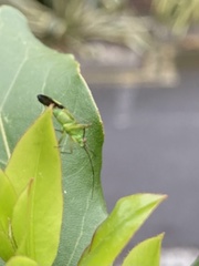 Miridae