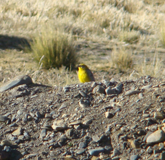 Sicalis uropygialis