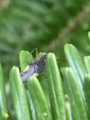 Miridae