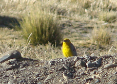 Sicalis uropygialis